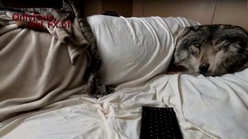 Axl_Fx  14-12-2021 video domme